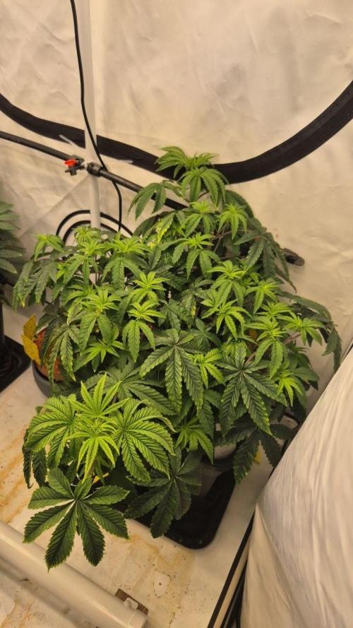 Cherries and Berries. Week 5