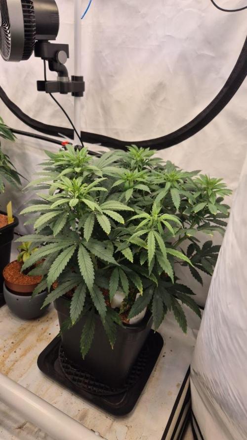 Cherries and Berries. Week 6
