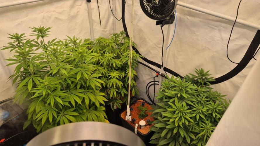 Cherries and Berries. Week 7