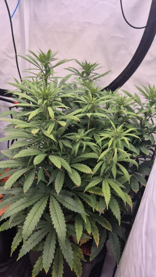 Cherries and Berries. Week 7
