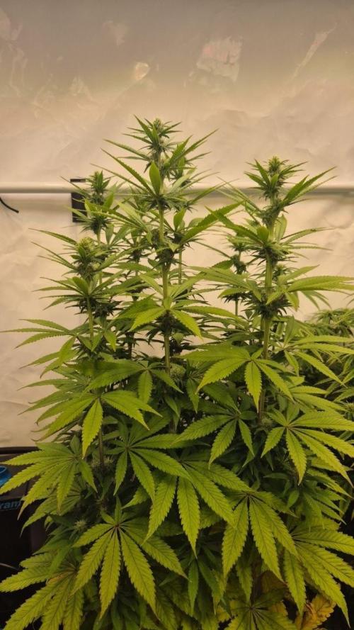 Cherries and Berries. Week 8