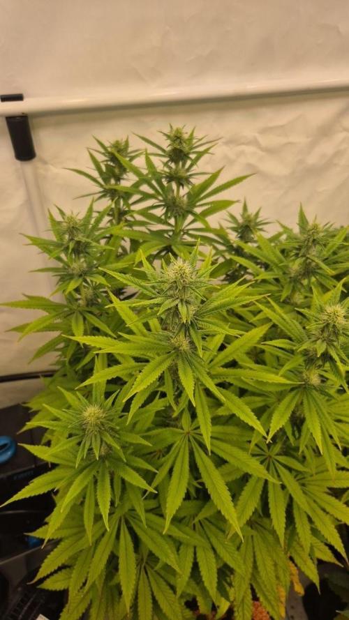 Cherries and Berries. Week 8