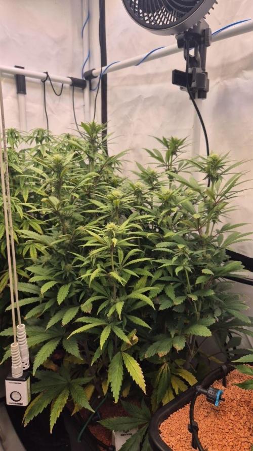 Cherries and Berries. Week 8