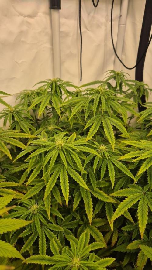 Cherries and Berries. Week 8