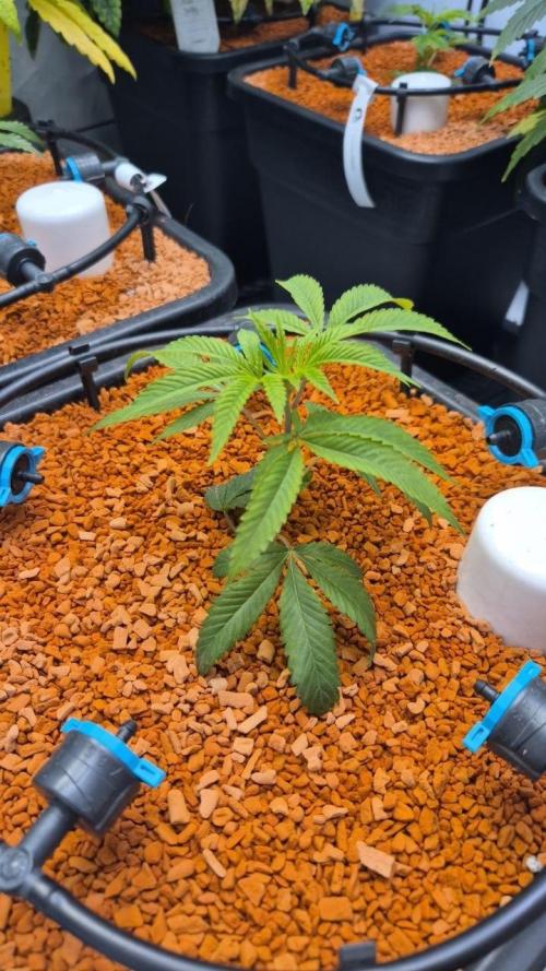 Late to the Party. Week 1