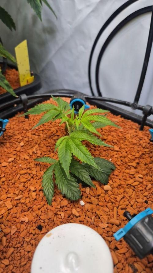 Late to the Party. Week 1