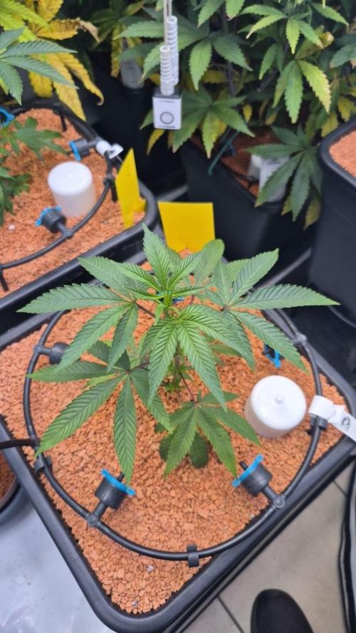 Late to the Party. Week 2