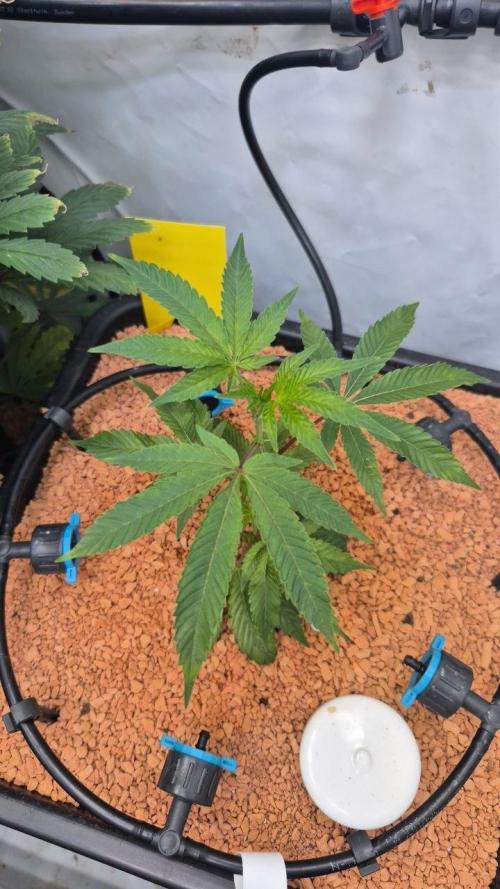 Late to the Party. Week 2