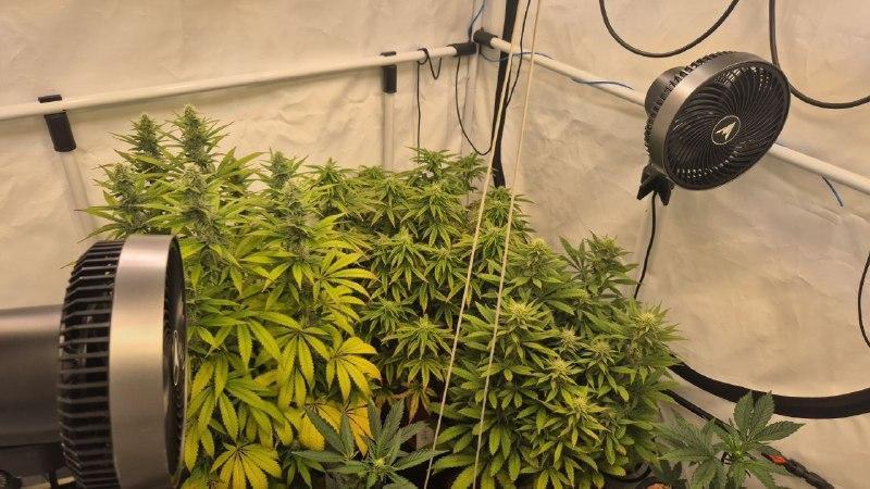 Cherries and Berries. Week 9