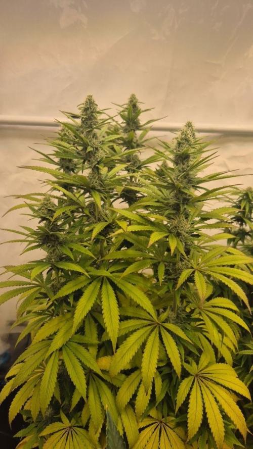 Cherries and Berries. Week 9