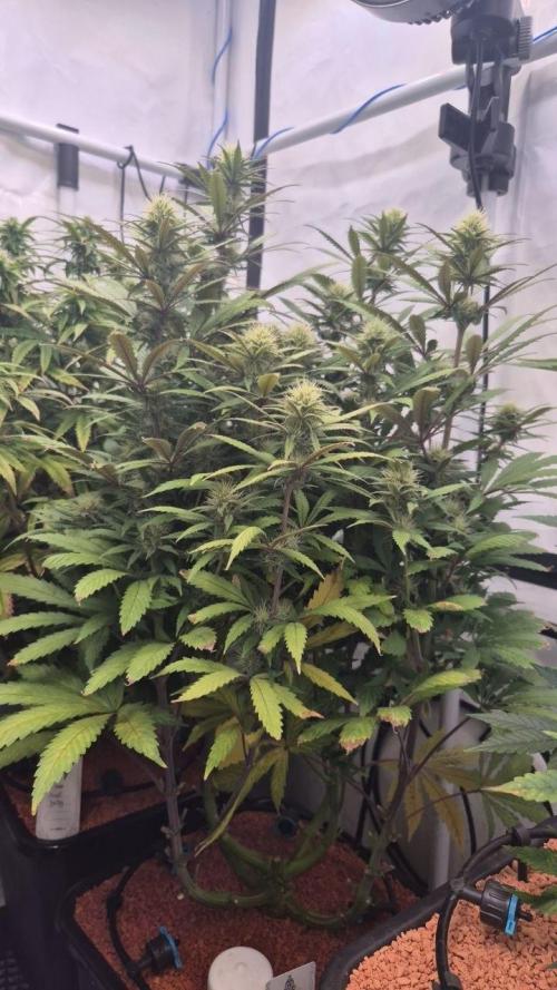 Cherries and Berries. Week 9