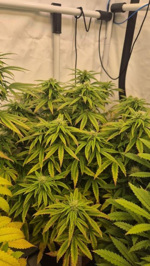Cherries and Berries. Week 9