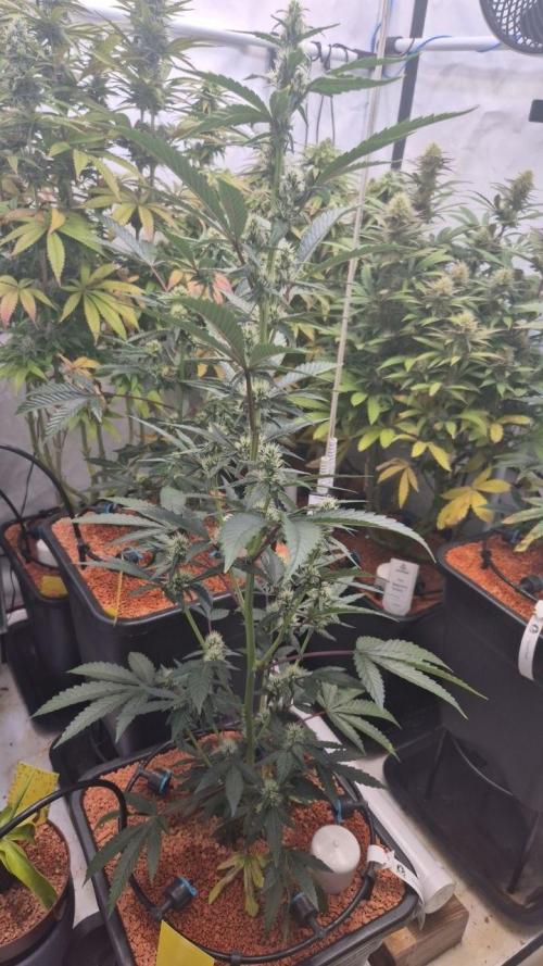 Late to the Party. Week 4