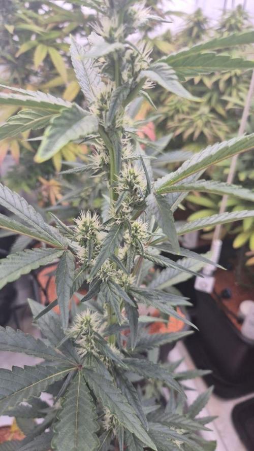 Late to the Party. Week 4