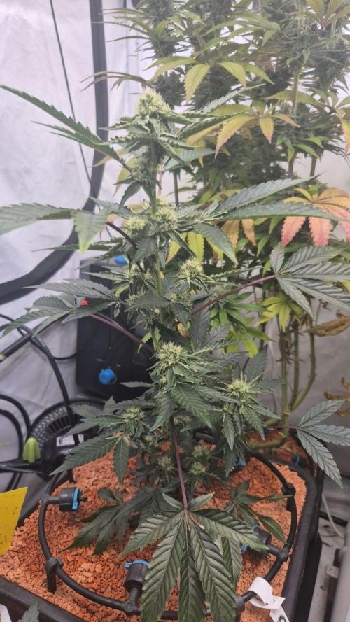 Late to the Party. Week 4