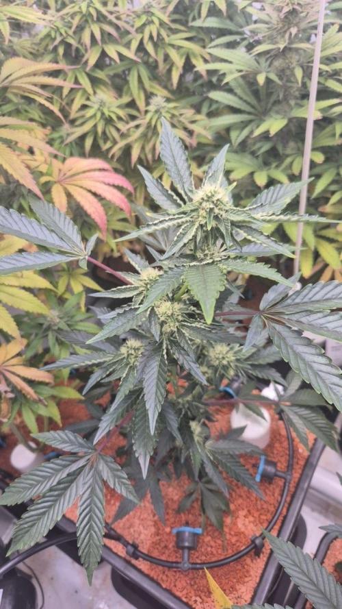 Late to the Party. Week 4