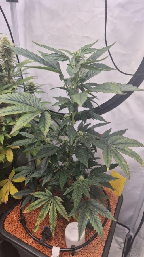 Late to the Party. Week 4