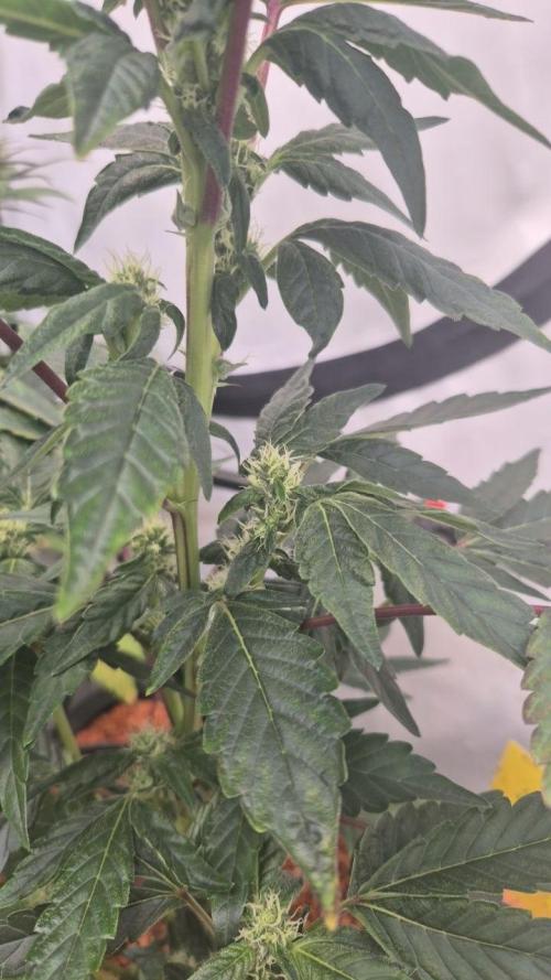 Late to the Party. Week 4