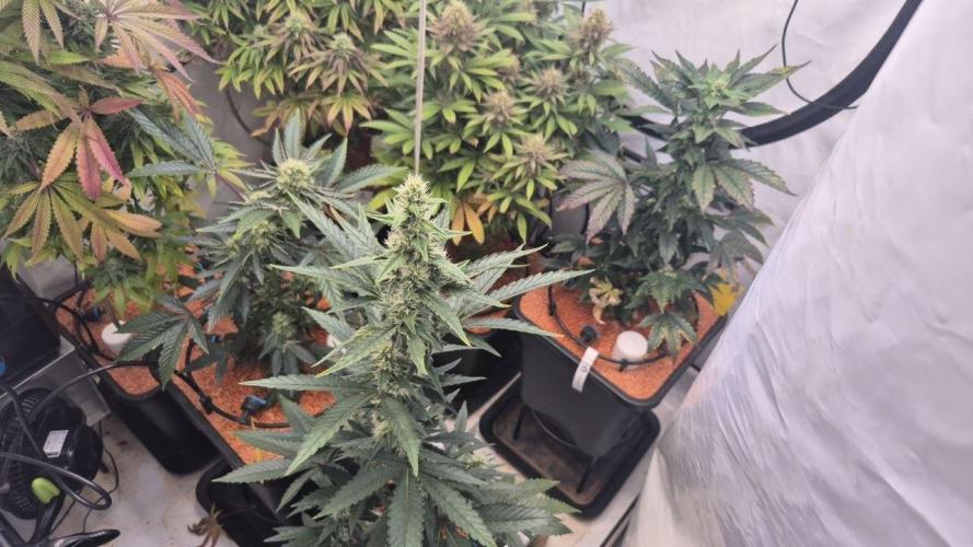 Late to the Party. Week 5