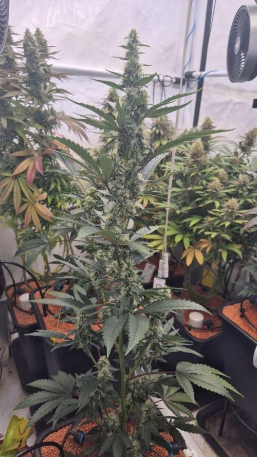 Late to the Party. Week 5 - CR