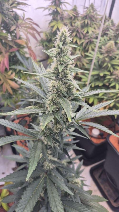 Late to the Party. Week 5