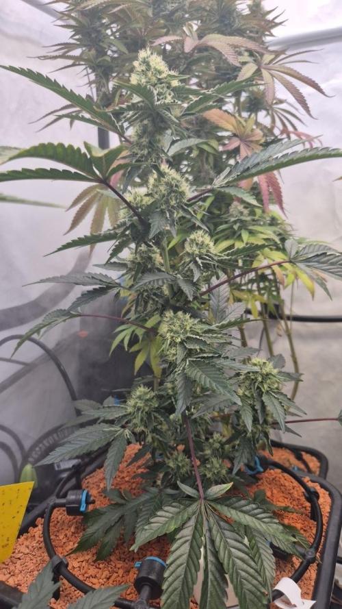Late to the Party. Week 5