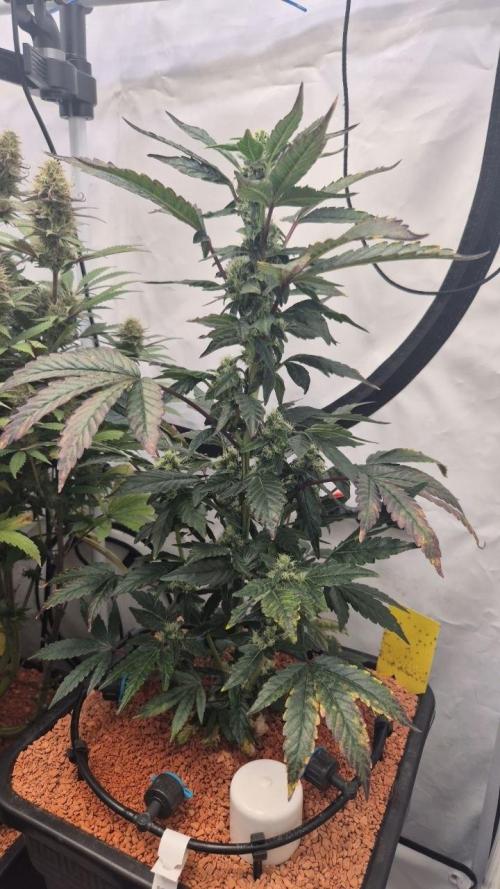 Late to the Party. Week 5