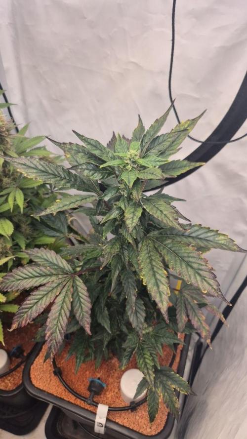 Late to the Party. Week 5