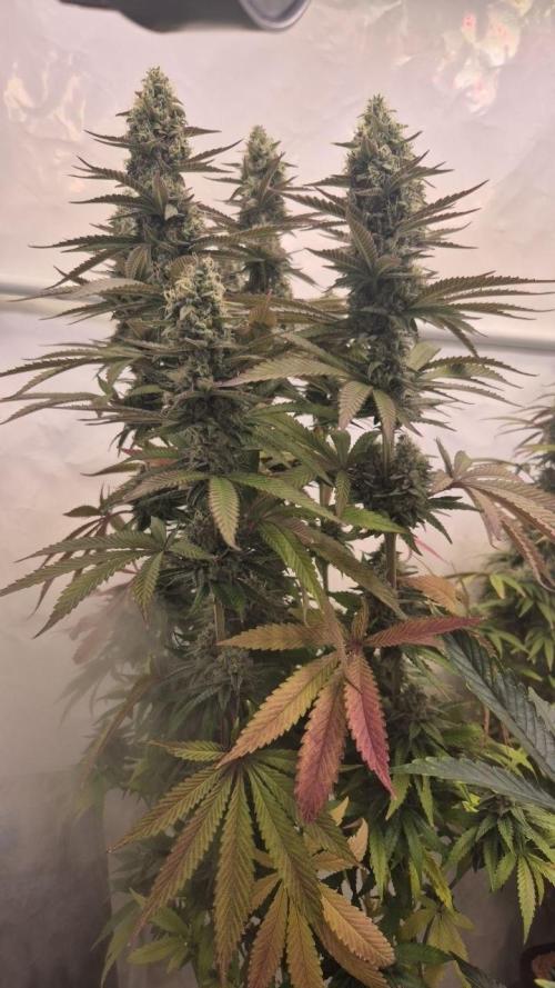 Cherries and Berries. Week 11