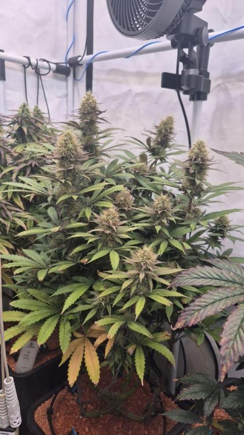 Cherries and Berries. Week 11