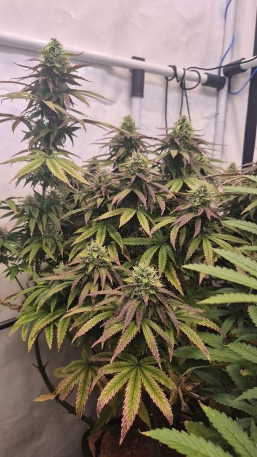 Cherries and Berries. Week 11