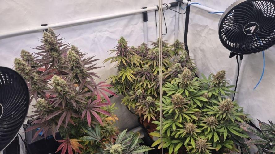 Cherries and Berries. Week 12