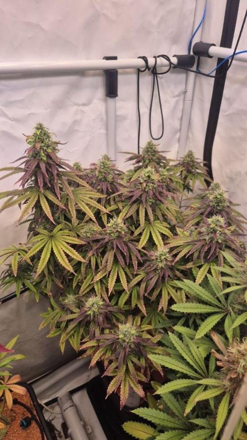 Cherries and Berries. Week 12