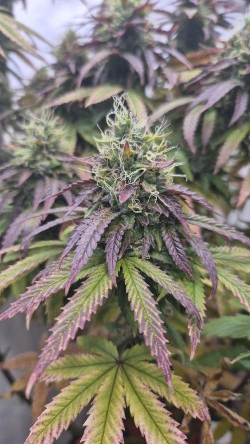 Cherries and Berries. Week 12