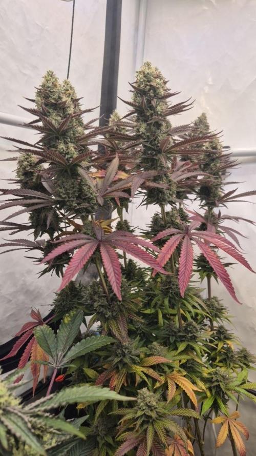 Cherries and Berries. Week 12