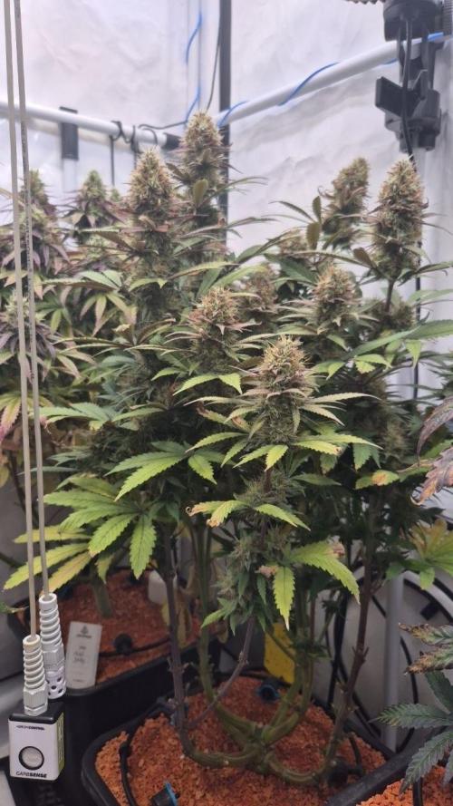Cherries and Berries. Week 12