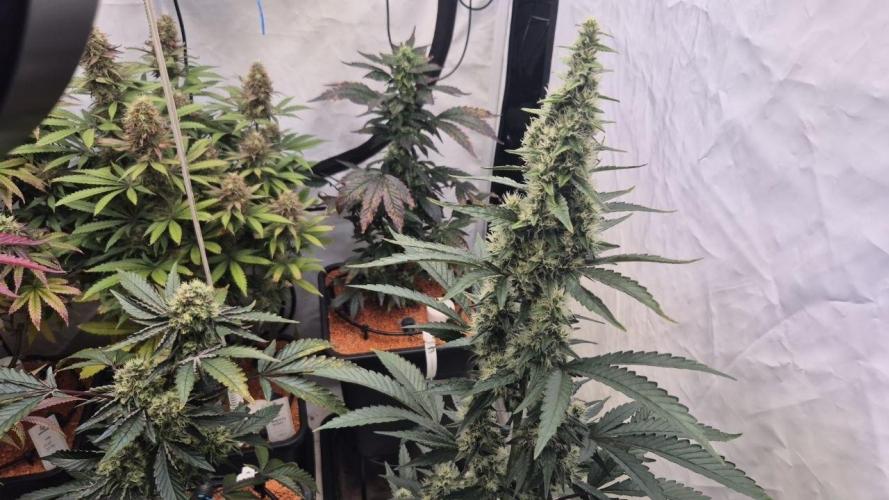 Late to the Party. Week 6