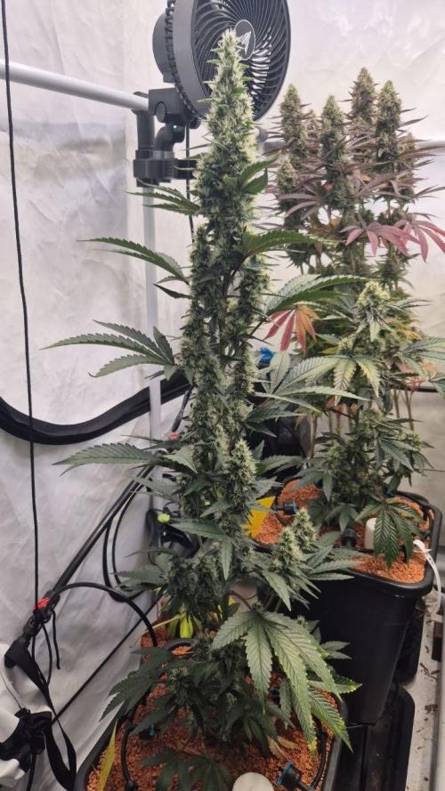 Late to the Party. Week 6