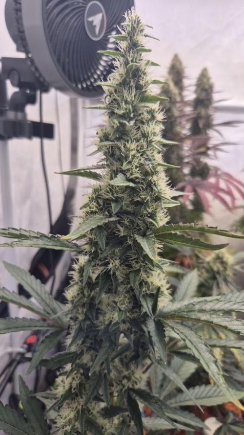 Late to the Party. Week 6
