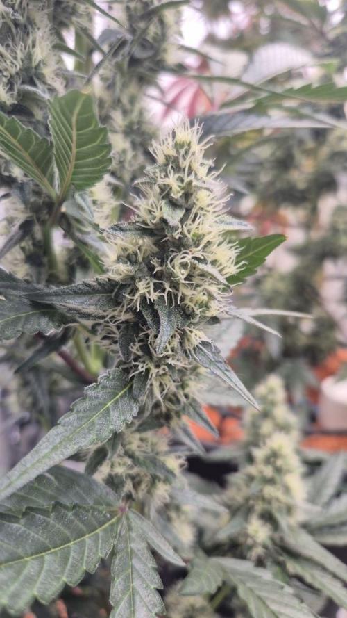 Late to the Party. Week 6