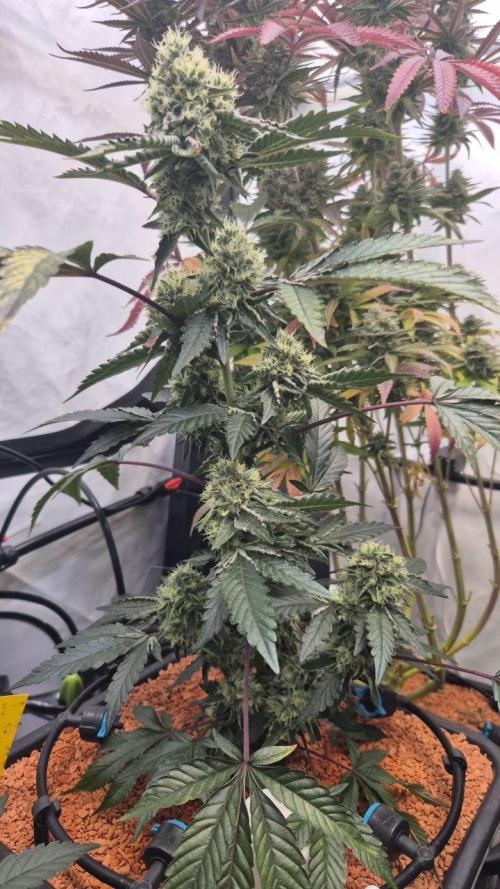 Late to the Party. Week 6