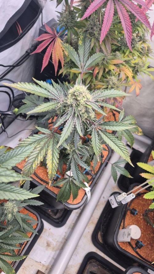 Late to the Party. Week 6