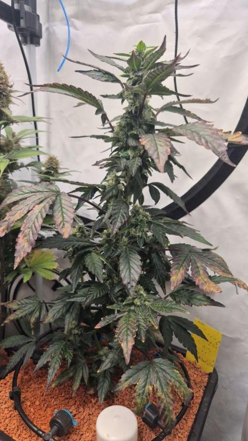 Late to the Party. Week 6 - SP 