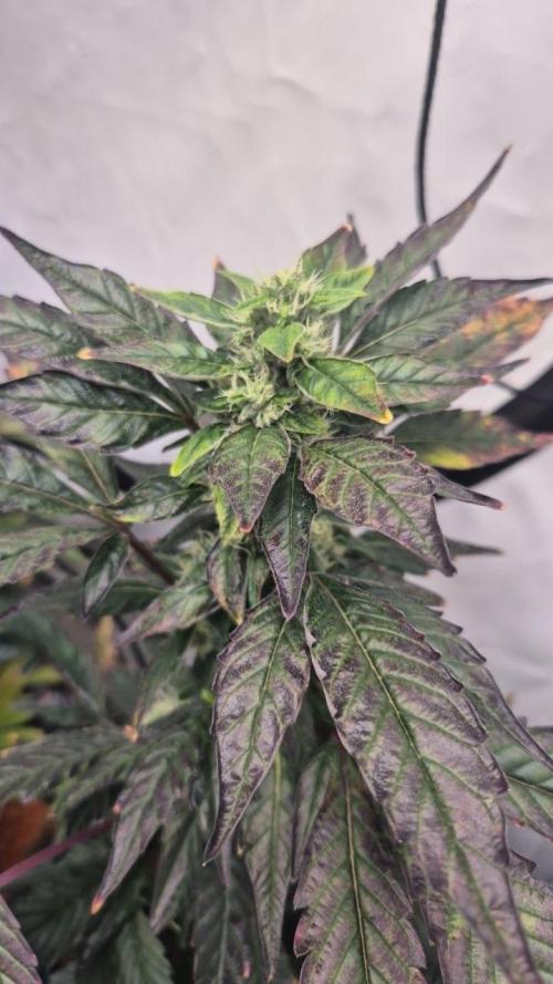 Late to the Party. Week 6