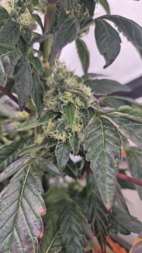 Late to the Party. Week 6
