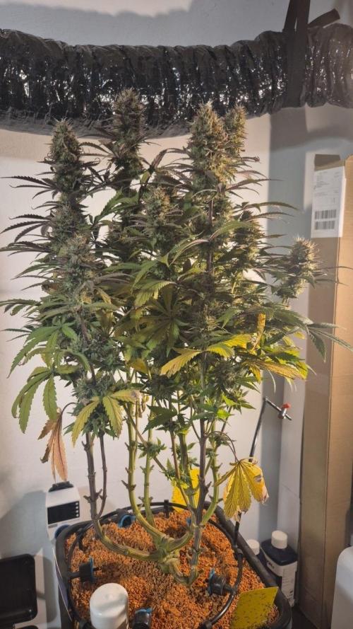 Cherries and Berries. Week 13