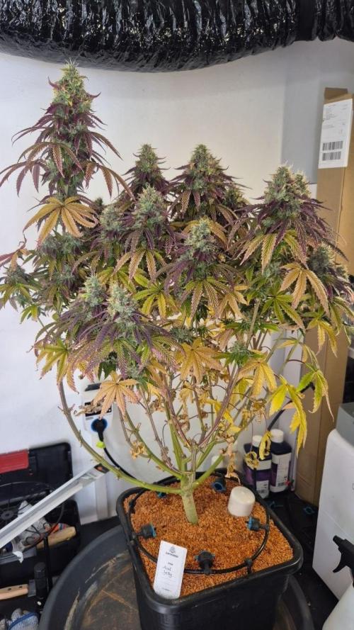 Cherries and Berries. Week 14