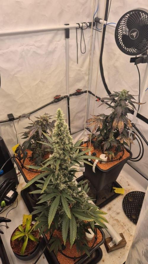 Late to the Party. Week 7