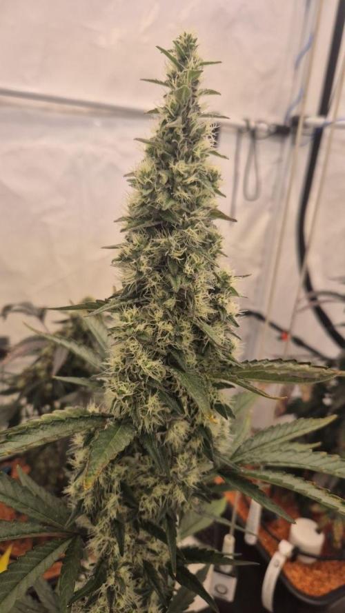 Late to the Party. Week 7