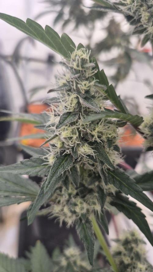 Late to the Party. Week 7